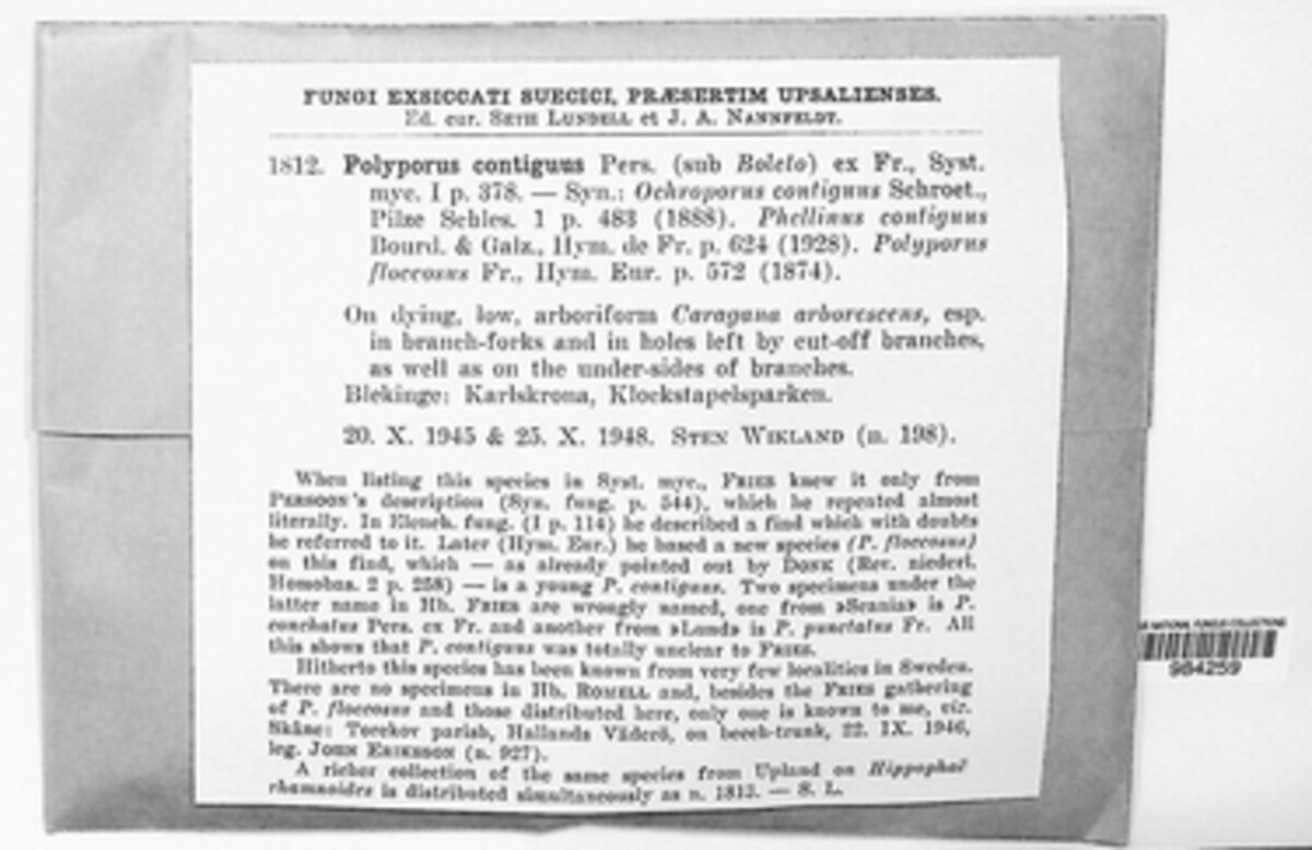 Fuscoporia contigua image